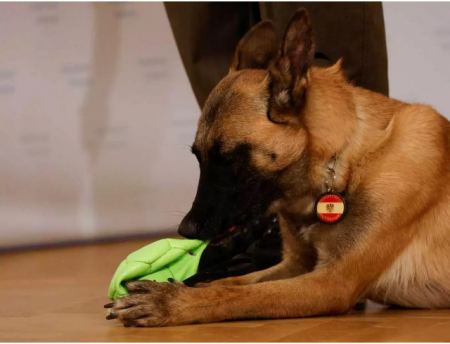 Αυστρία: Ο Στρατός εκπαίδευσε σκύλους για να μυρίζουν την Covid-19