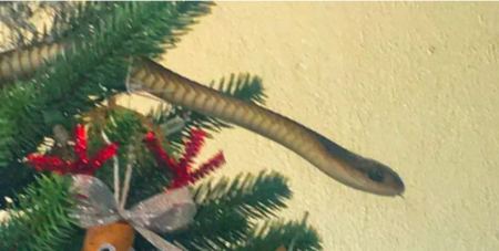 Η στιγμή που ένα δηλητηριώδες φίδι ξετρυπώνει από το χριστουγεννιάτικο δέντρο στο σαλόνι οικογένειας[ βίντεο]