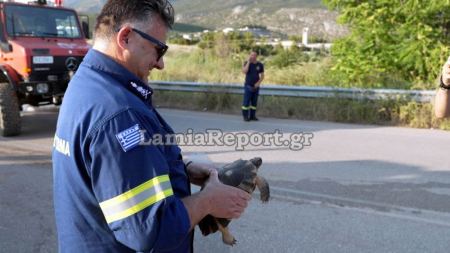 Αυτή είναι η χελώνα που έσωσαν οι πυροσβέστες στην πυρκαγιά της Λαμίας