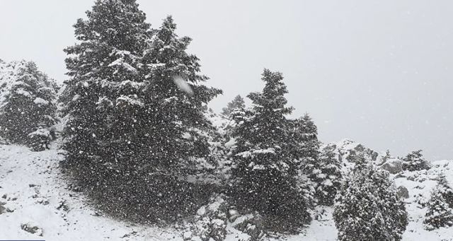 Πυκνές χιονοπτώσεις σε Παρνασσό και Βελούχι - Δείτε υπέροχες εικόνες