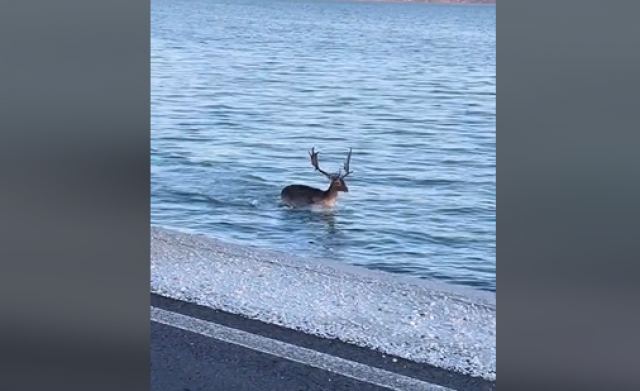 Απίθανο θέαμα στη Λέσβο: Ελάφι κολυμπάει στον Κόλπο της Γέρας (ΒΙΝΤΕΟ)
