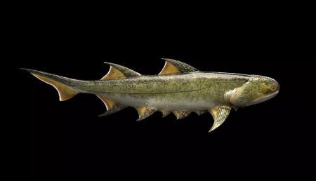 Ανακαλύφθηκαν τα αρχαιότερα σαγόνια του κόσμου: Βρέθηκε απολίθωμα ψαριού ηλικίας 439 εκατ. ετών!