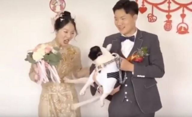 Ζηλιάρης σκύλος θέλει να διώξει τη νύφη από τις γαμήλιες φωτογραφίες - Δείτε την αστεία στιγμή