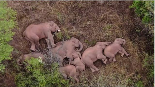 Κίνα: Το μακρύ ταξίδι των 15 ασιατικών ελεφάντων συνεχίζεται - Γιατί έφυγαν από τη «γειτονιά» τους