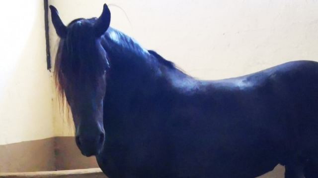 Περίπου 200 άλογα που κινδύνευσαν από τη φωτιά της Βαρυμπόμπης έχουν μεταφερθεί στο Ολυμπιακό Κέντρο Ιππασίας