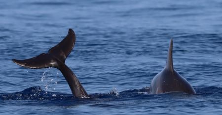 Θεσσαλονίκη: Δελφίνια στον Θερμαϊκό μαγνήτισαν τα βλέμματα (ΦΩΤΟ)