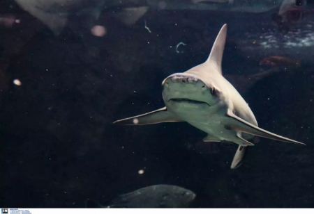 Καρχαρίας ξεβράστηκε παγωμένος σε παραλία της Μασαχουσέτης
