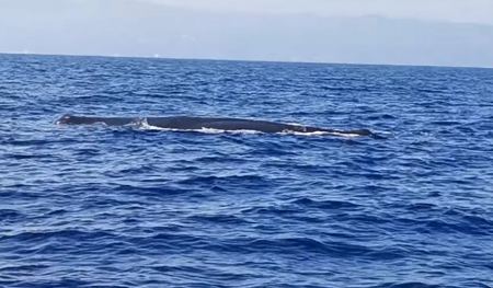 Εντυπωσιακό θέαμα με φάλαινα με μήκος πάνω από 12 μέτρα να κολυμπά ανοιχτά της Κύπρου