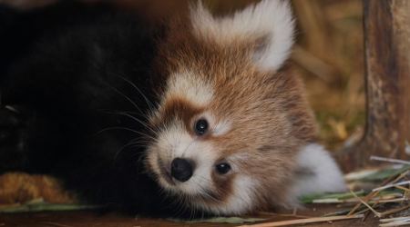 Γεννητούρια στο Αττικό Ζωολογικό Πάρκο: Γνωρίστε το αξιαγάπητο κόκκινο πάντα