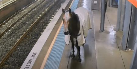 Σίδνεϊ: Αλογο δραπέτευσε και  έκοβε βόλτες σε σταθμό τρένων