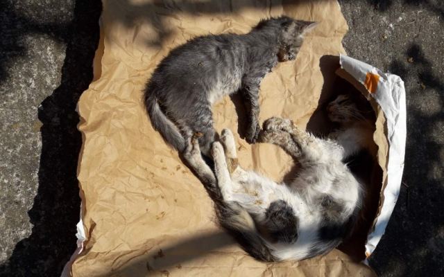 Δολοφόνησαν γατάκια στο Γοργοπόταμο