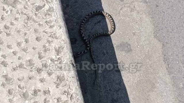 Λαμία: Φίδι έκανε βόλτες στην πλατεία Πάρκου