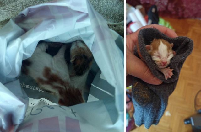 Κόμμα Λαμίας: Βρέθηκαν σε κάδο σκουπιδιών δύο νεογέννητα γατάκια