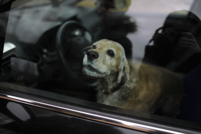 Παράτησε το σκύλο του κλειδωμένο στο αυτοκίνητο και πέθανε από τη ζέστη!