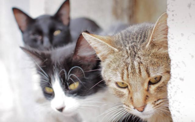 Φρίκη στην Πάτρα: Βρέθηκαν σφαγμένες 8 γάτες