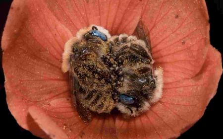 Δυο μέλισσες παίρνουν έναν υπνάκο μέσα σ’ ένα λουλούδι – Η τρυφερή φωτογραφία