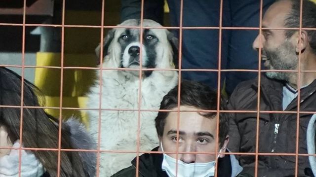 Προκριματικά Μουντιάλ: Σκύλος μπήκε στο γήπεδο και… άραξε για να δει τον αγώνα Αρμενία - Γερμανία