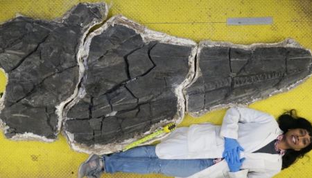 Οι θαλάσσιοι δράκοι υπήρχαν: Βρέθηκε τεράστιο απολιθωμένο κρανίο ιχθυόσαυρου