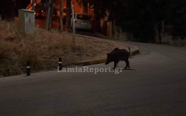Λαμία: Αγριογούρουνα έκοβαν βόλτες τη νύχτα στον Άγιο Λουκά - ΒΙΝΤΕΟ