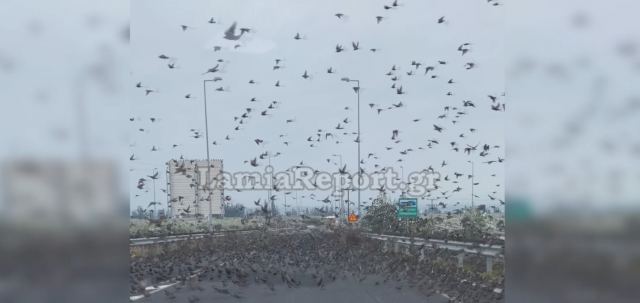 Σμήνος με χιλιάδες πουλιά σκεπάζει το δρόμο - Εντυπωσιακό βίντεο