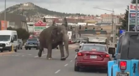 Ελέφαντας «δραπέτευσε» και έκανε βόλτα σε πολυσύχναστους δρόμους (ΒΙΝΤΕΟ)