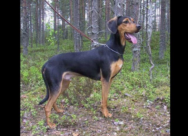 Χάθηκε κυνηγόσκυλο στην περιοχή Ταρζάν - Ρεντίνα