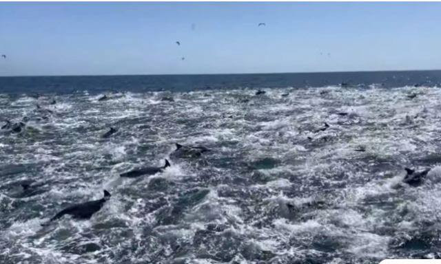 Το σπάνιο θέαμα με την επέλαση 1.000 δελφινιών που απόλαυσαν τουρίστες