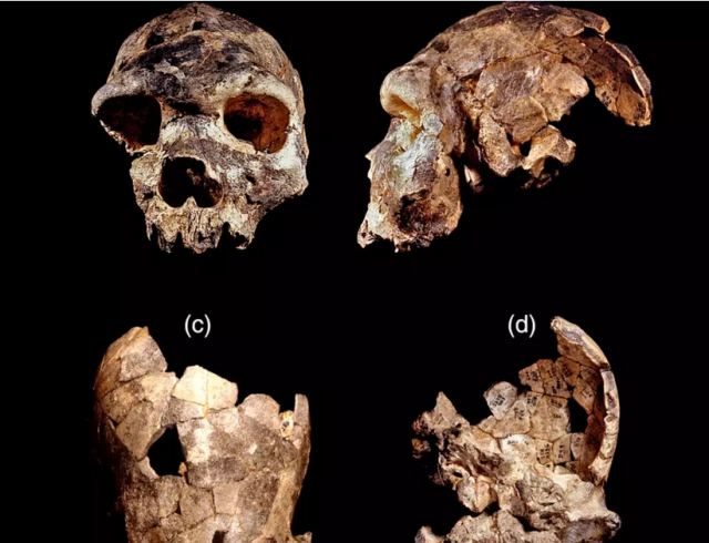 Ανακαλύφθηκε νέος πρόγονος του ανθρώπου: Γνωρίστε τον Homo bodoensis