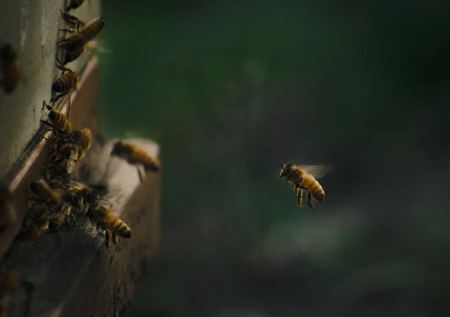 Πώς οι μέλισσες μπορούν να δώσουν πληροφορίες για την υγεία των κατοίκων στις πόλεις