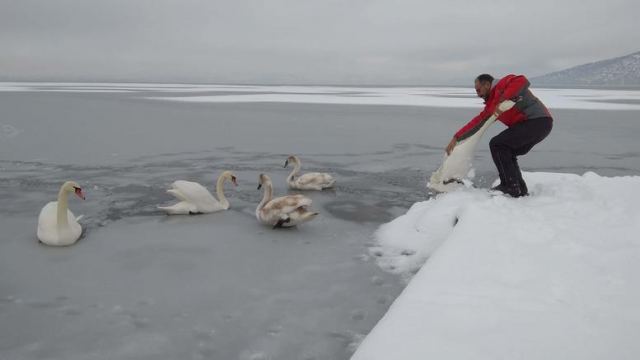 Σώζουν εγκλωβισμένα πουλιά στην παγωμένη λίμνη της Καστοριάς