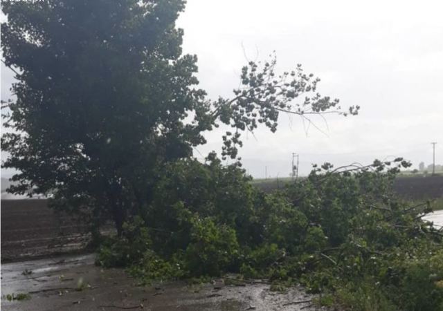 Έπεσαν δέντρα και χαλάζι στο νομό Λάρισας