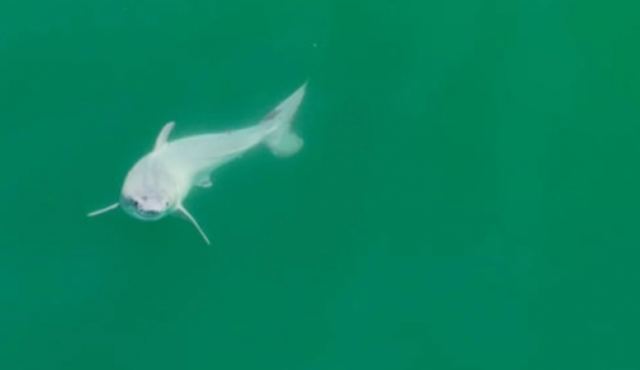 Επιστήμονες κατάφεραν να απαθανατίσουν για πρώτη φορά τη γέννηση ενός λευκού καρχαρία (ΒΙΝΤΕΟ)