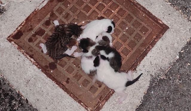 Λαμία: Πέταξαν γατάκια στα σκουπίδια - Βοηθήστε να τους βρούμε σπίτι