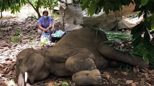 Ινδία: Φρίκη και κατακραυγή - Τάισαν έγκυο ελεφαντίνα ανανά με κροτίδα και την σκότωσαν (σκληρές εικόνες)