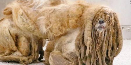 Extreme makeover: Αδέσποτος σκύλος άμορφη μάζα μαλλιών και βρώμας, τον κούρεψαν και δείτε τι κρυβόταν από κάτω [εικόνες &amp; βίντεο]