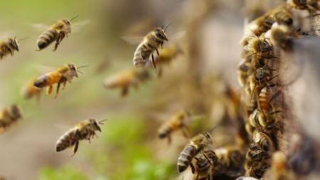ΗΠΑ: Εγκρίθηκε το πρώτο εμβόλιο για μέλισσες - Θα βάλει &quot;φρένο&quot; στον αφανισμό τους;