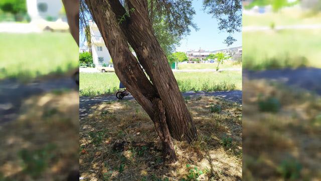 SOS: Κινδυνεύουν παιδιά από σάπιο δέντρο σε πλατεία