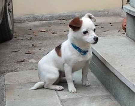 Το σκυλάκι της φωτογραφίας κυκλοφορεί στην οδό Κύπρου