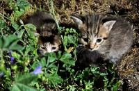 Εγκατέλειψαν γατάκια στη Λαμία - ΒΙΝΤΕΟ