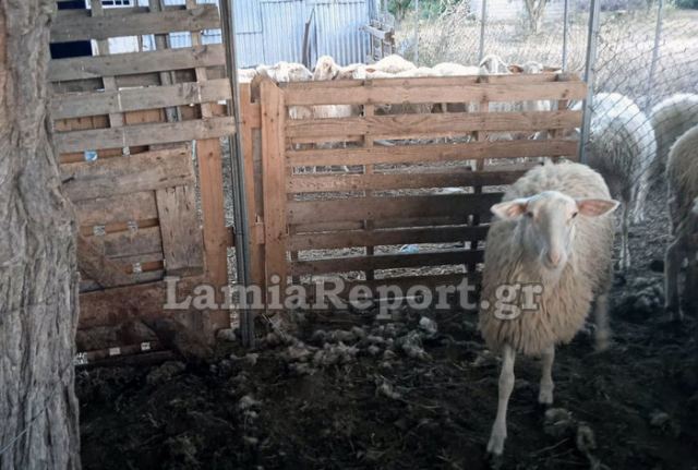 Φθιώτιδα: Αγέλη σκύλων επιτέθηκε σε πρόβατα μέσα σε στάνη (ΦΩΤΟ)