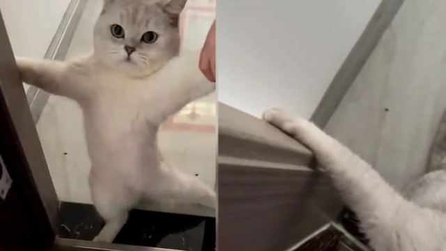 «Αντικοινωνική» γάτα αρνείται πεισματικά να βγει από το σπίτι και γίνεται viral (vid)