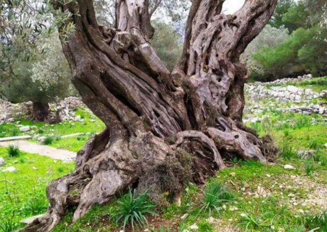 Ρόδος: Αυτό είναι το ελαιόδεντρο των 2.000 ετών – Η έρευνα και οι εικόνες που κάνουν το γύρο του διαδικτύου