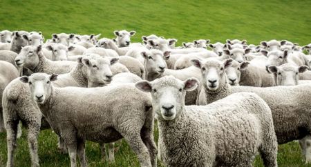 Κτηνοτρόφος προσέλαβε ιδιωτικό ελικόπτερο για να σώσει τα πρόβατά του που εγκλωβίστηκαν σε χαράδρα: «Δεν τα παρατάω, είναι ζώα μου, δεν είναι αριθμοί»