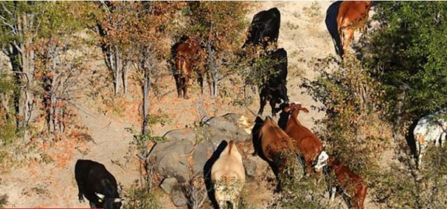 Αφρική: Μυστήριο με εκατοντάδες νεκρούς ελέφαντες στην Μποτσουάνα -Ανησυχούν οι επιστήμονες [σκληρές εικόνες]