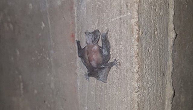Διάσωση νυχτερίδας από το Φιλοζωικό Σύλλογο Φθιώτιδας