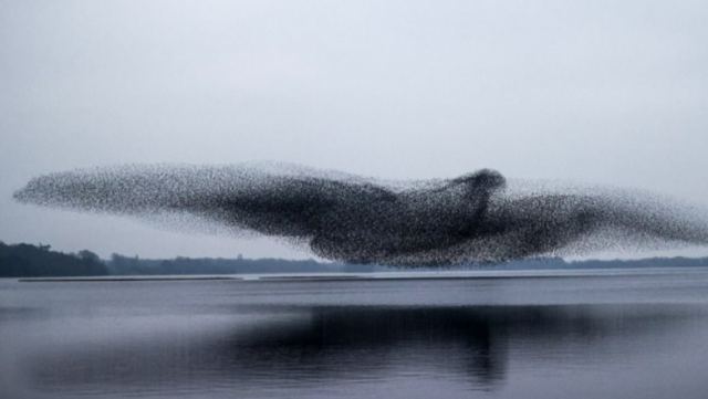 Ιρλανδία: Σμήνος από ψαρόνια σχηματίζει ένα τεράστιο πουλί στον ουρανό