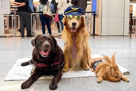 Στο αεροδρόμιο του Σαν Φρανσίσκο ένα γουρούνι, ένα κουνέλι και πολλοί σκύλοι καθησυχάζουν τους αγχωμένους ταξιδιώτες