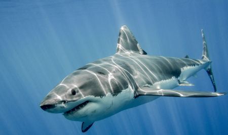 Φλόριντα: Επιστήμονες πιστεύουν πως καρχαρίες… τρώνε πακέτα κοκαΐνης που πετούν οι λαθρέμποροι στη θάλασσα