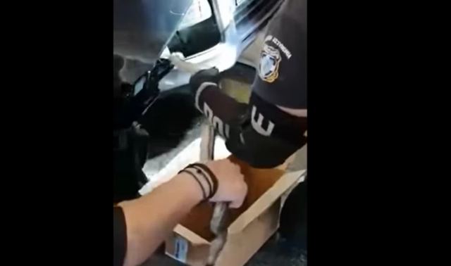 Φίδι σκόρπισε τον τρόμο στα ΚΤΕΛ Κηφισού: Είχε τρυπώσει σε αυτοκίνητο [βίντεο]