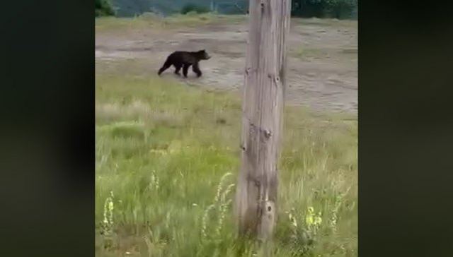 Η αρκούδα είδε τους εκδρομείς και το έβαλε στα πόδια (ΒΙΝΤΕΟ)